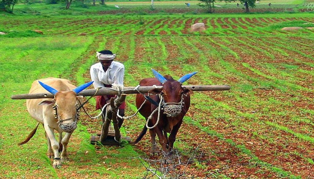 Indian_Farmer